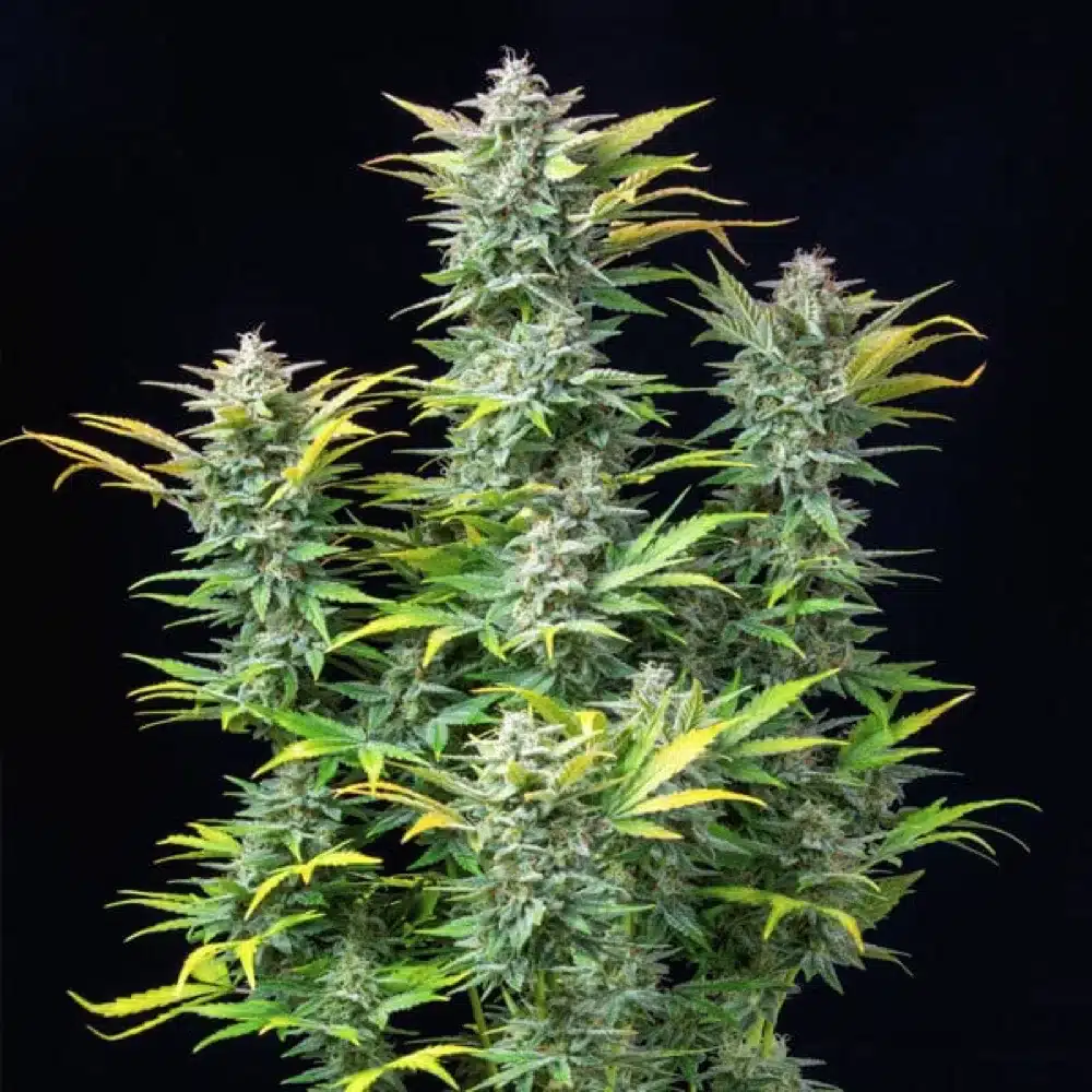 ROYAL QUEEN SEEDS - Quick One 3x