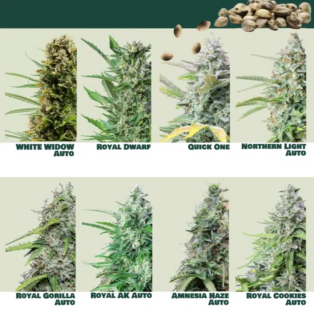 ROYAL QUEEN SEEDS - Royal White Widow Auto 3x