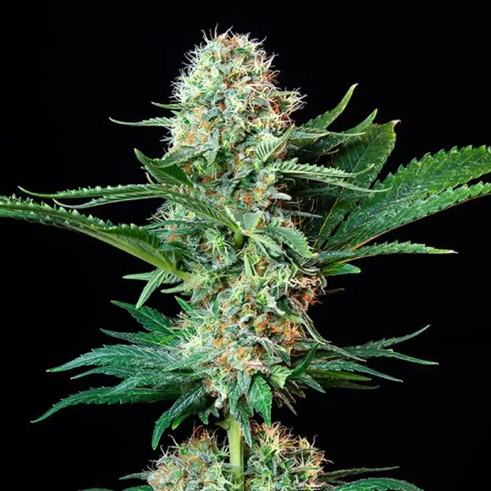 ROYAL QUEEN SEEDS - Royal Cookies Automatic 3x