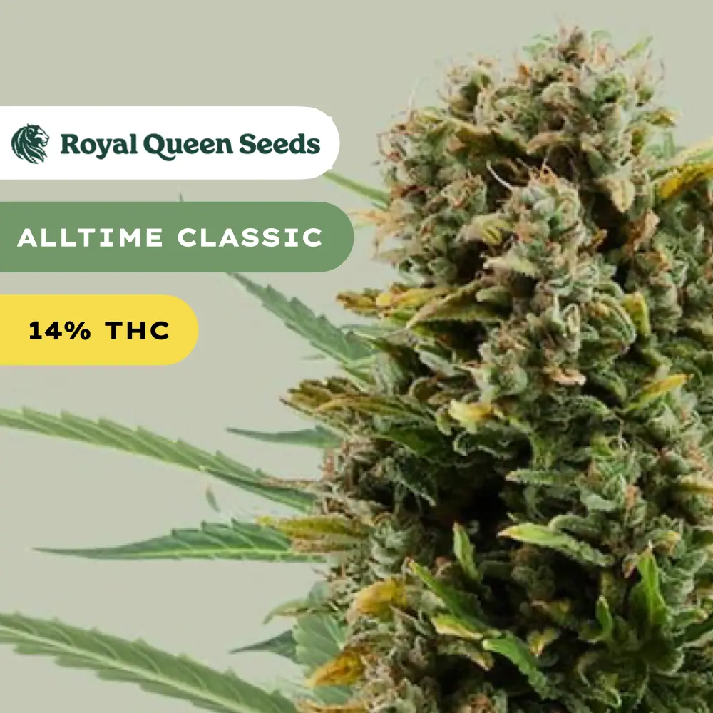 ROYAL QUEEN SEEDS - Royal White Widow Auto 3x