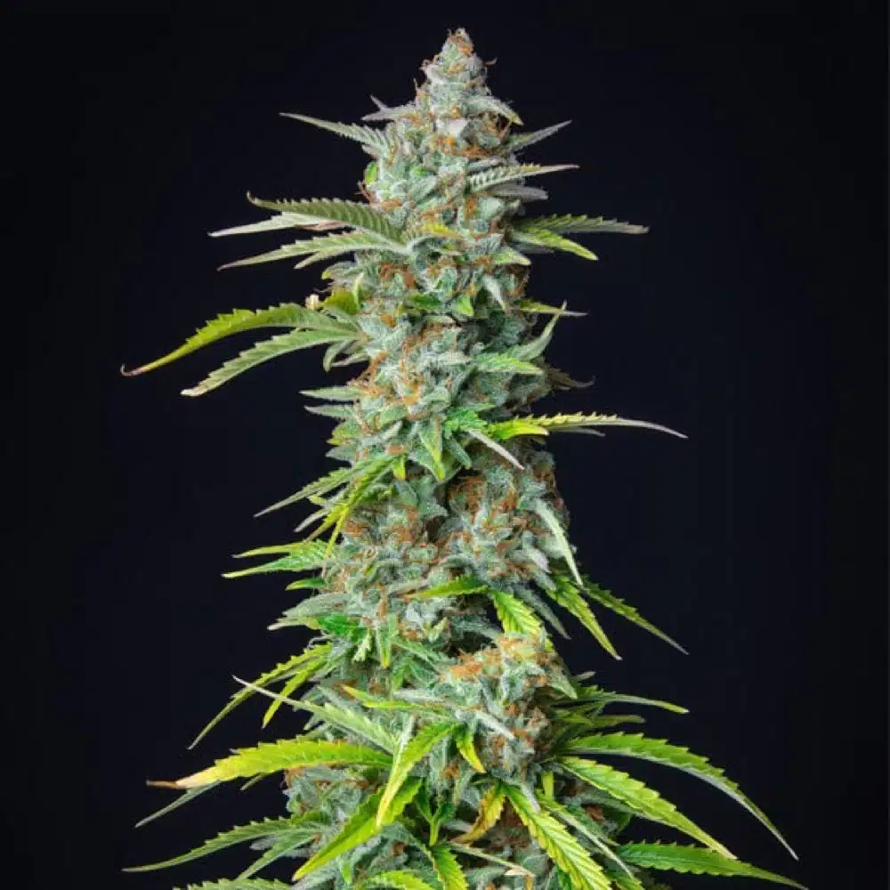 ROYAL QUEEN SEEDS - Northern Light Automatic 3x