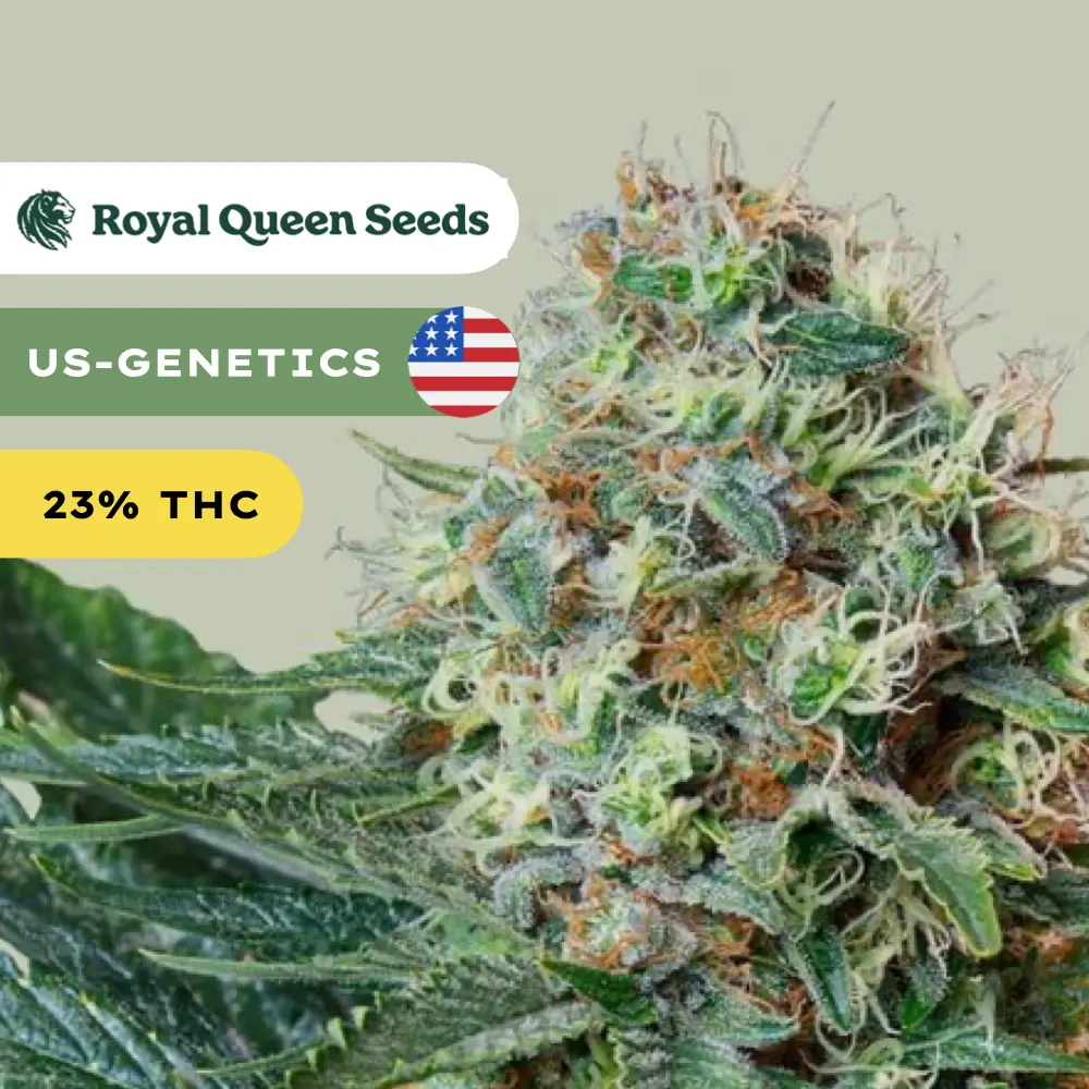 ROYAL QUEEN SEEDS - Royal Cookies Automatic 3x