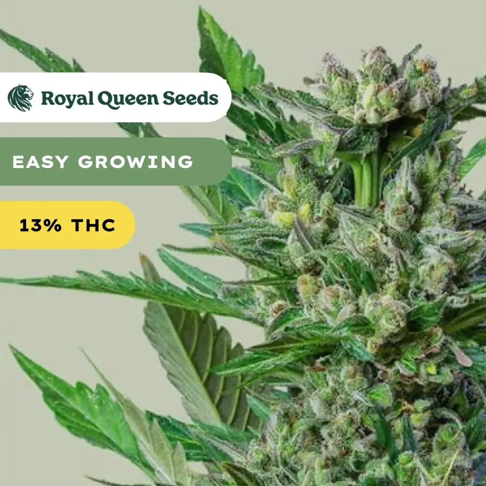ROYAL QUEEN SEEDS - Royal Dwarf 3x Cannabissamen